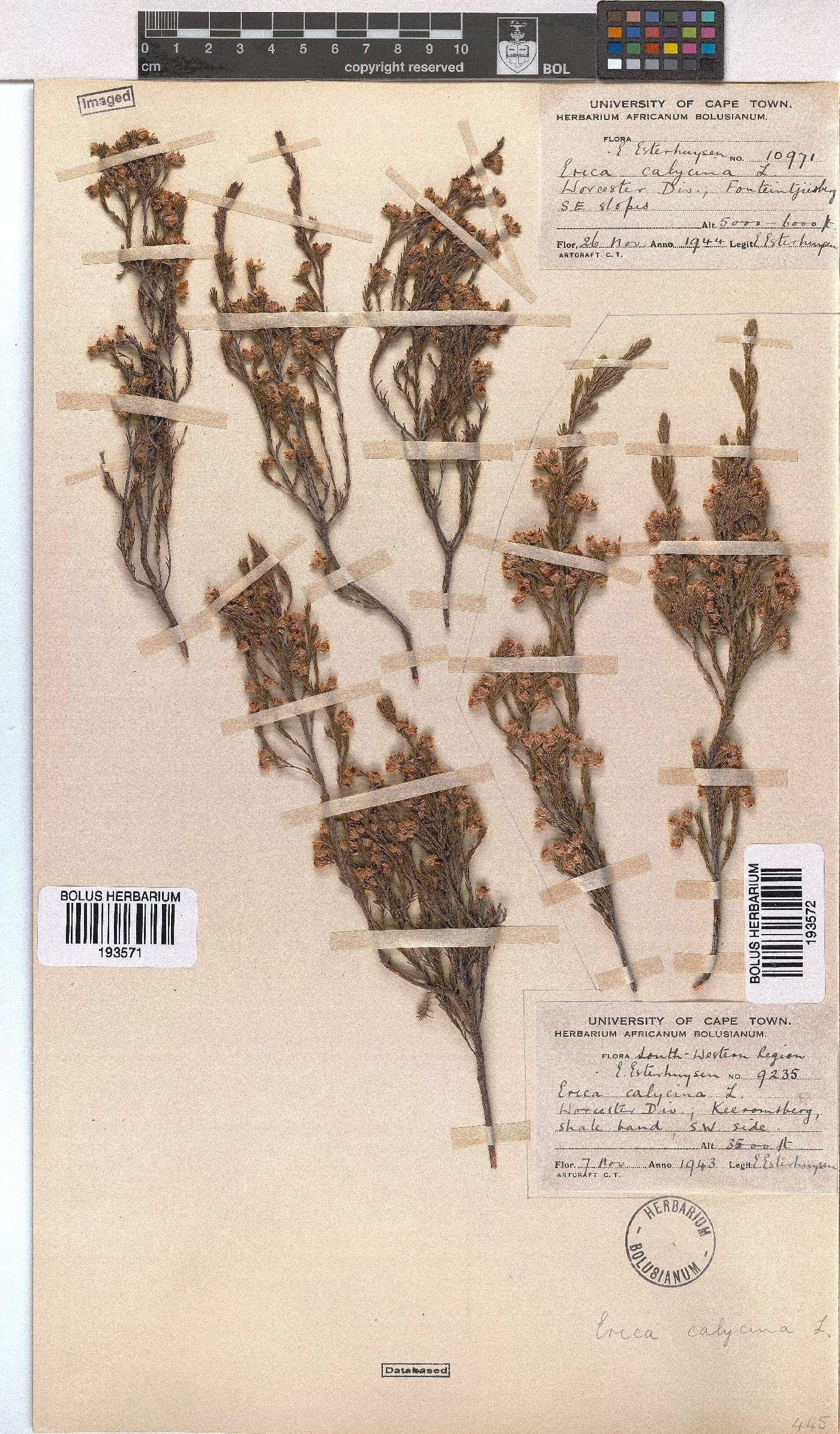 Erica calycina image