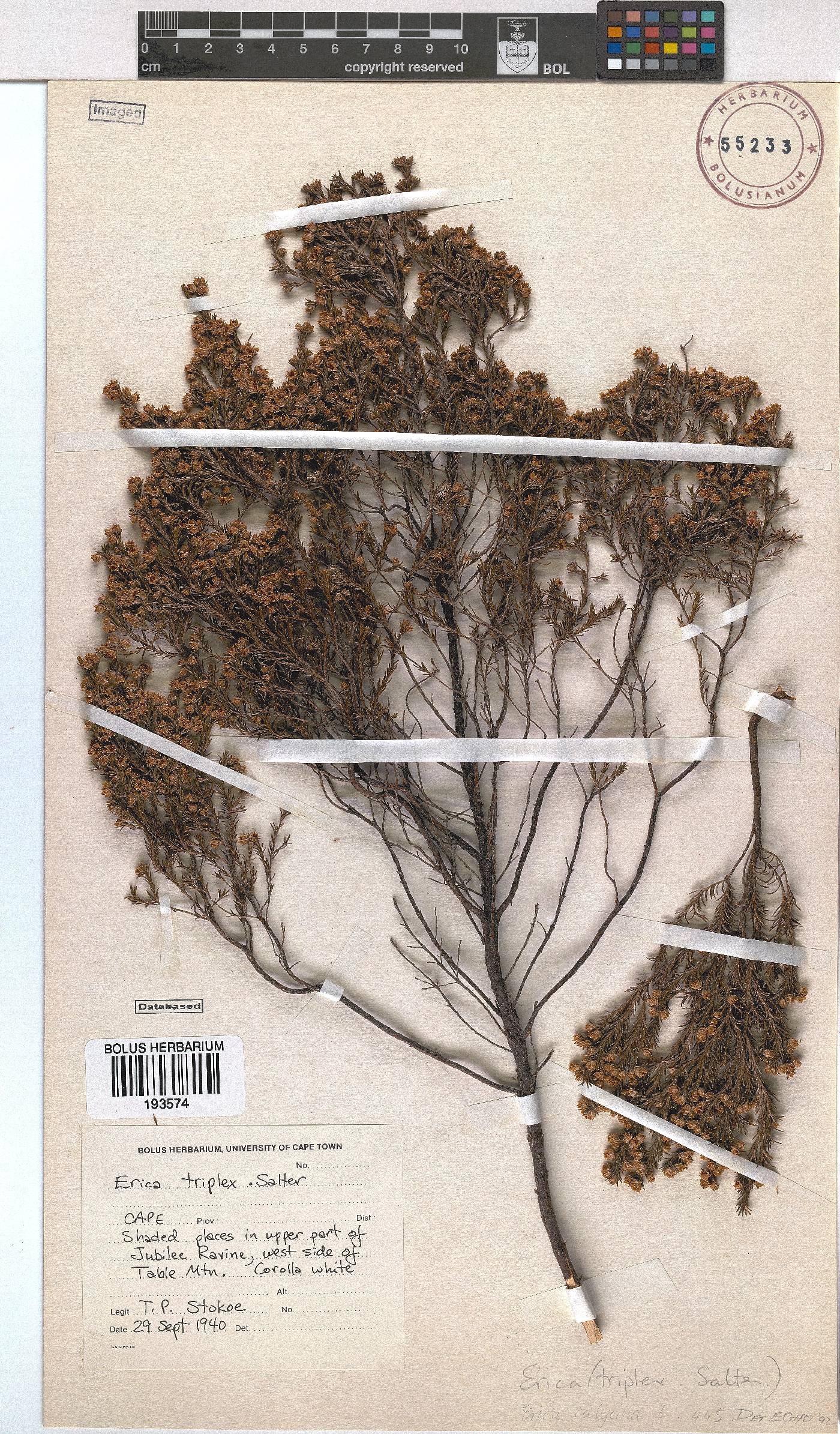 Erica calycina var. longibracteata image