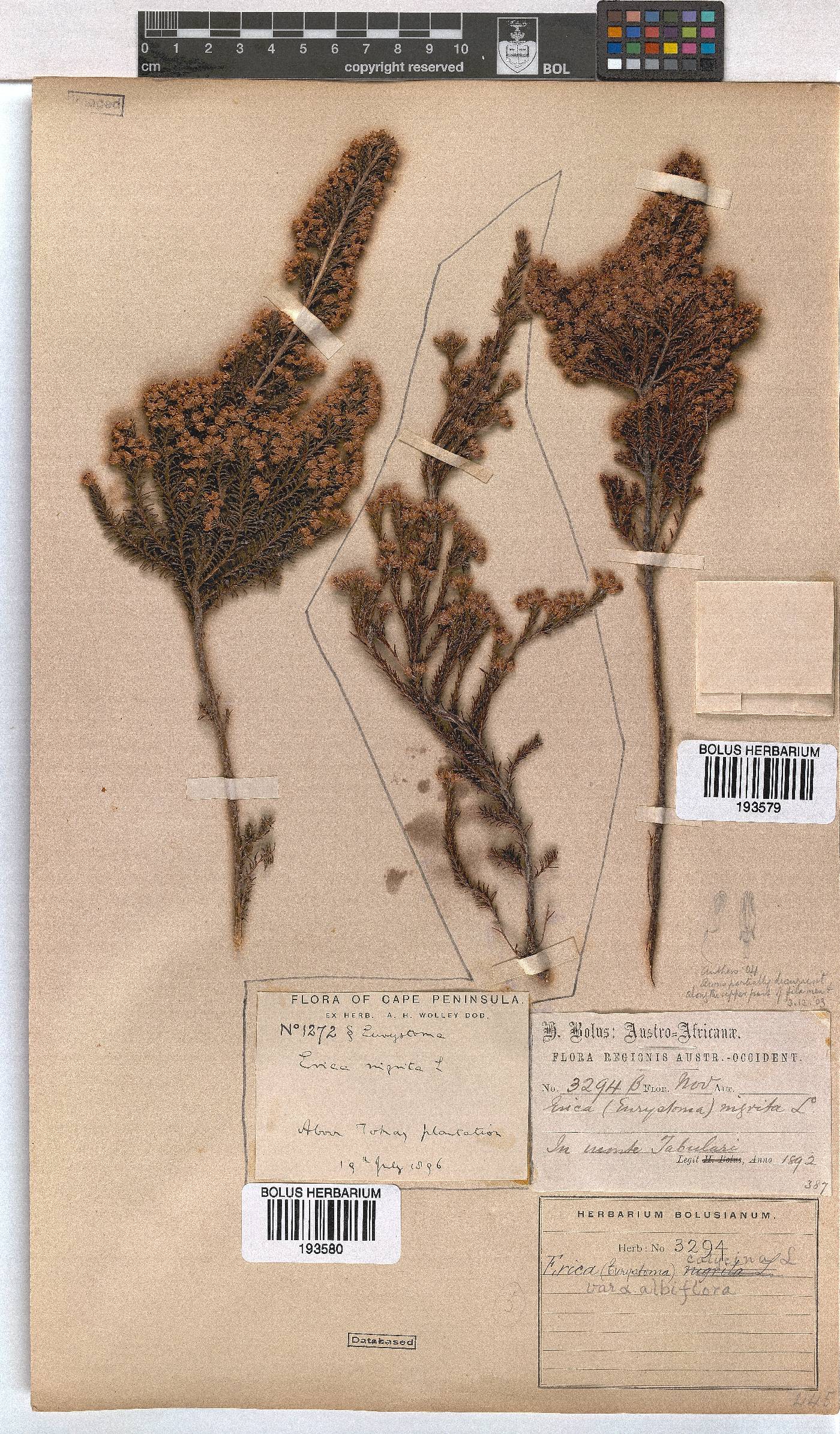 Erica calycina var. longibracteata image