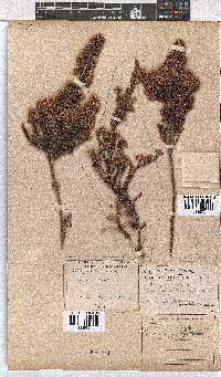 Erica calycina image