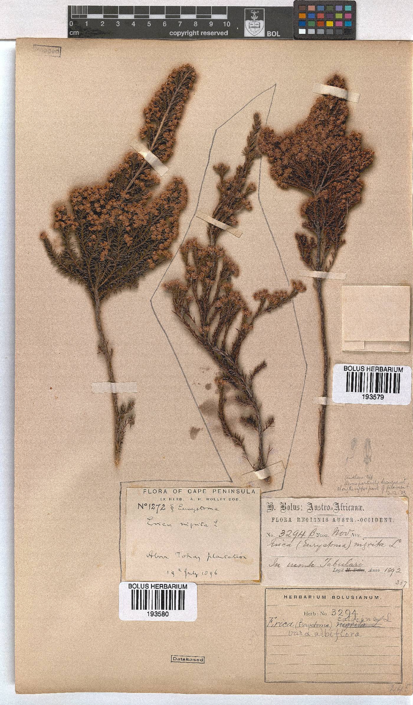 Erica calycina var. longibracteata image