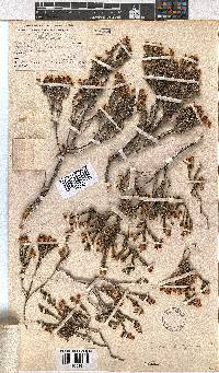 Erica calycina image