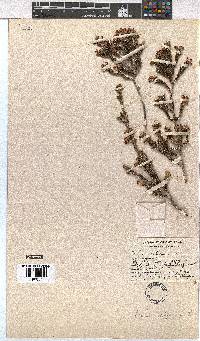 Erica calycina image