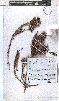 Erica calycina image