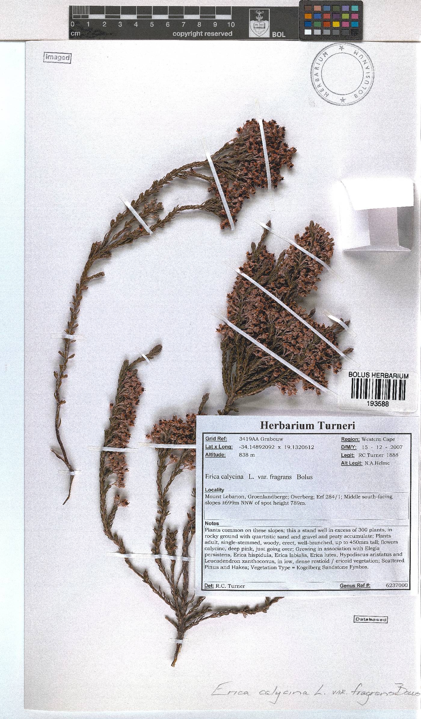 Erica calycina var. fragrans image