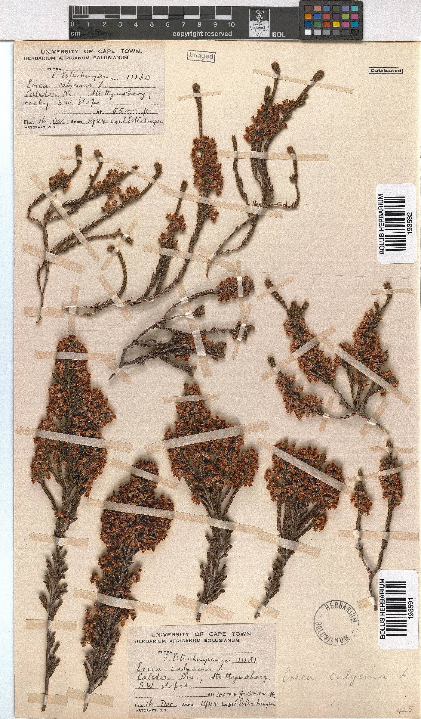 Erica calycina image