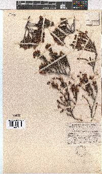 Erica calycina image