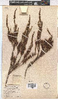 Erica calycina image