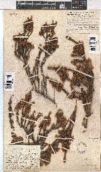 Erica calycina image