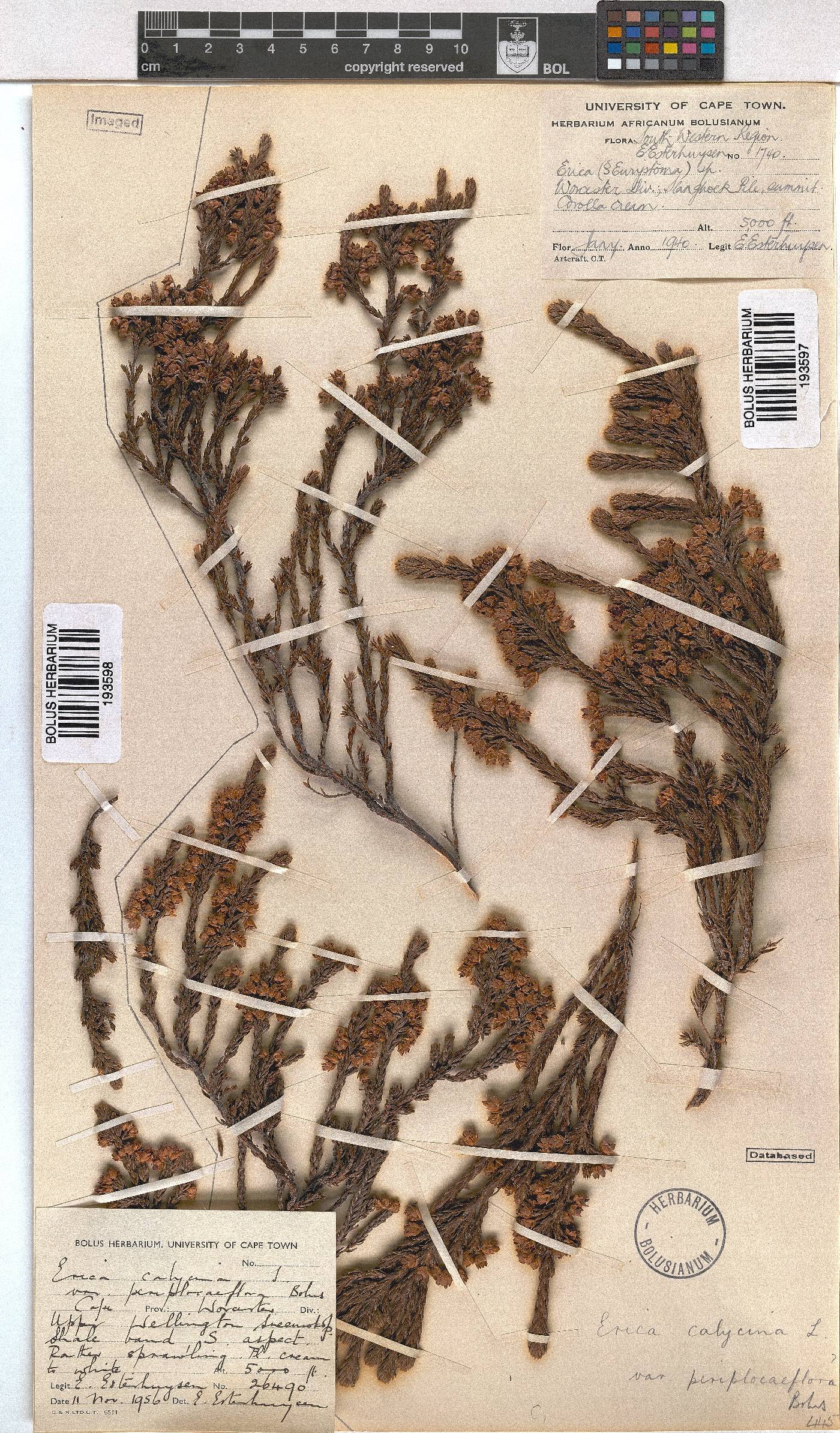 Erica calycina image