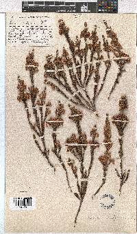 Erica calycina image