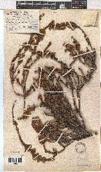 Erica calycina image