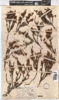 Erica calycina image