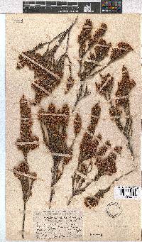 Erica calycina image