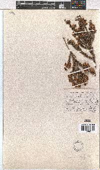 Erica calycina image