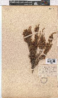 Erica calycina image