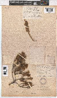 Erica calycina image