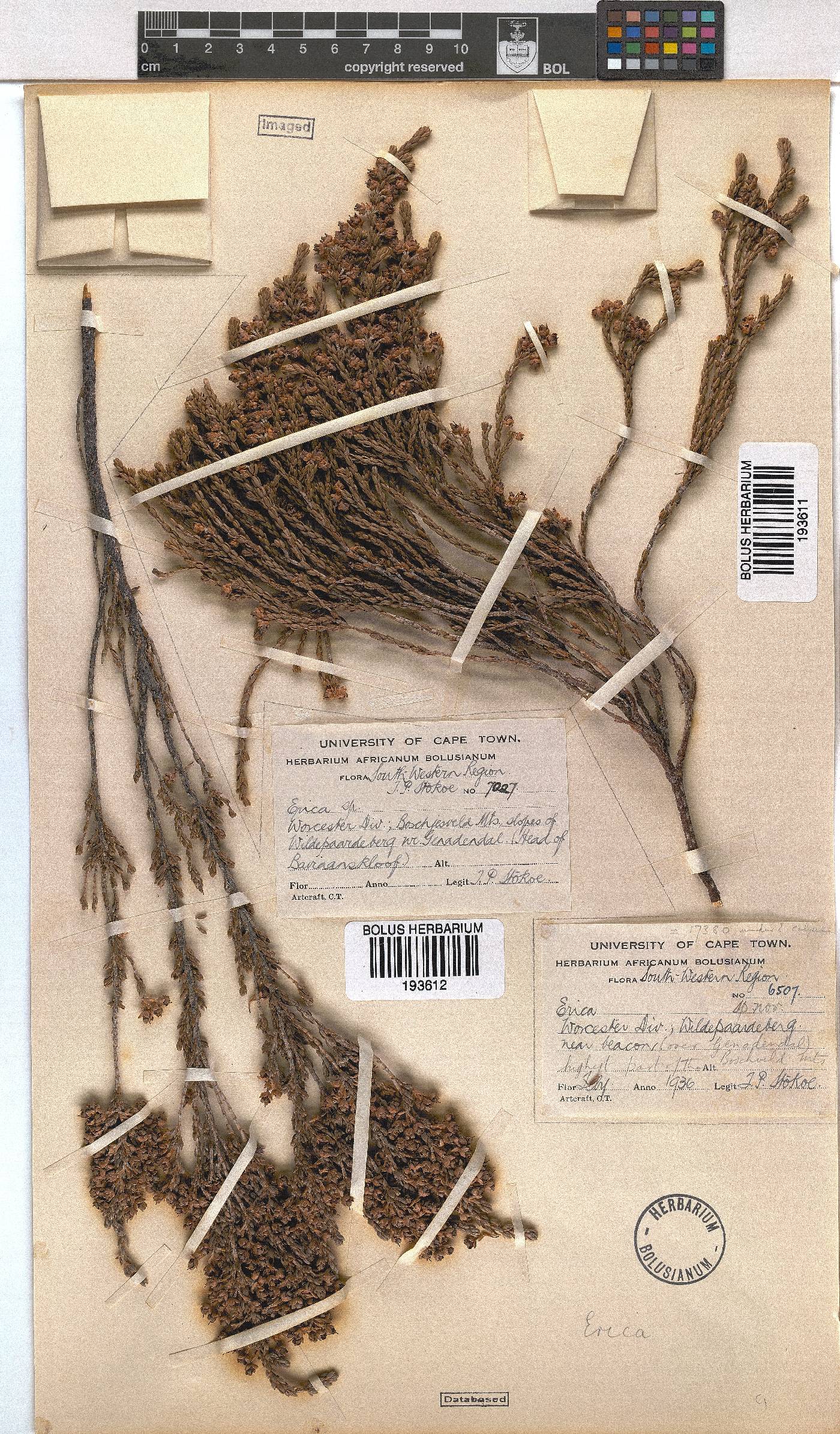 Erica calycina image
