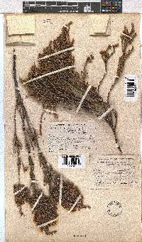 Erica calycina image