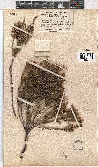 Erica calycina image