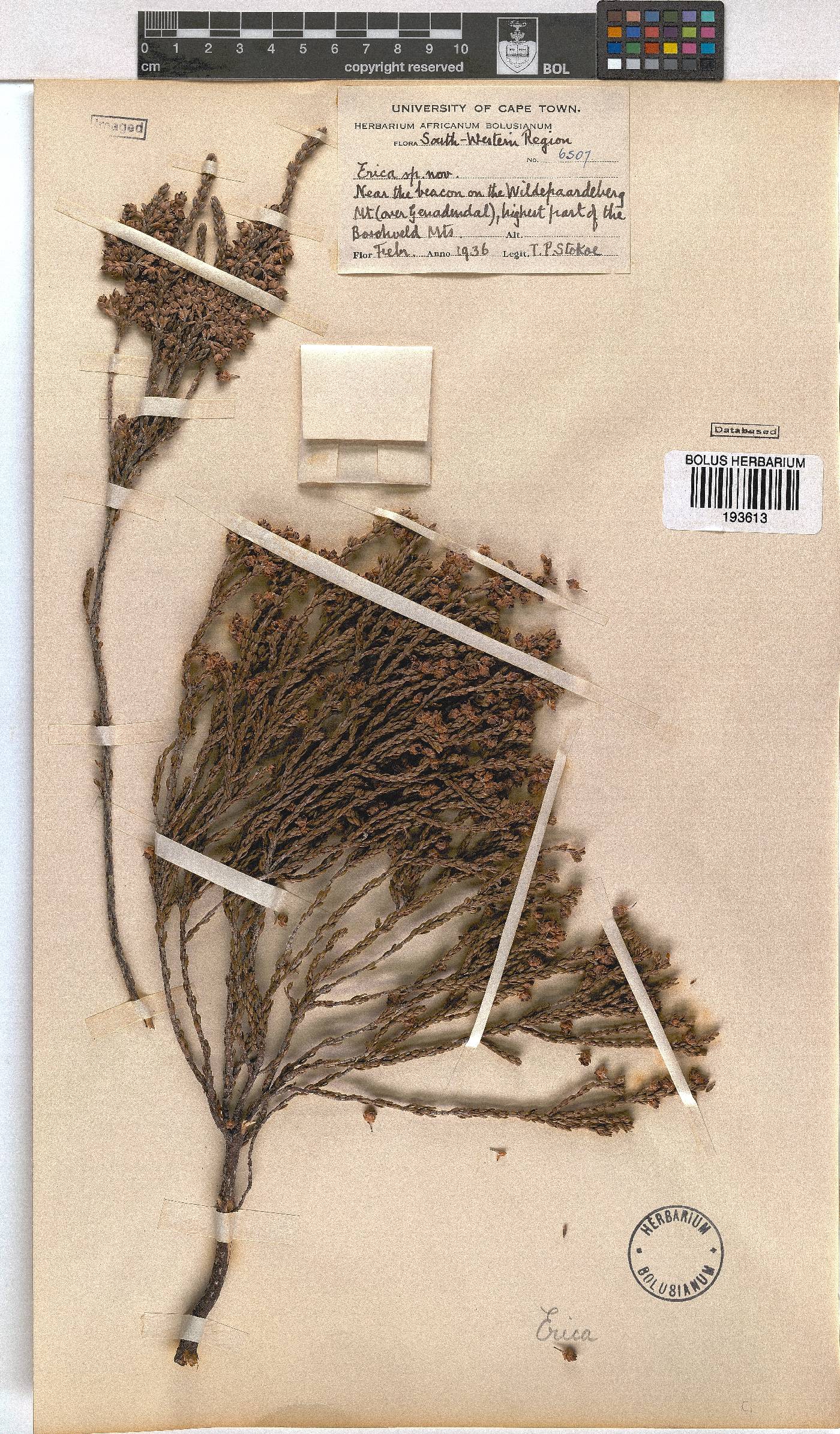 Erica calycina image