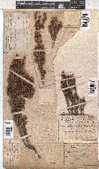 Erica calycina image