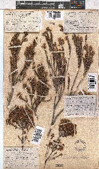 Erica calycina image