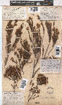 Erica calycina image