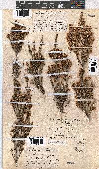 Erica calycina image