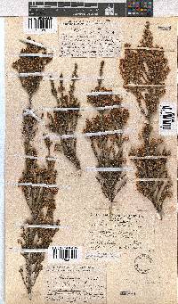 Erica calycina image