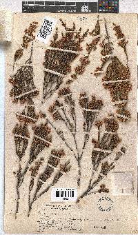 Erica calycina image