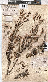 Erica calycina image