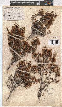 Erica calycina image