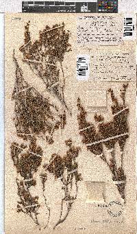 Erica calycina image