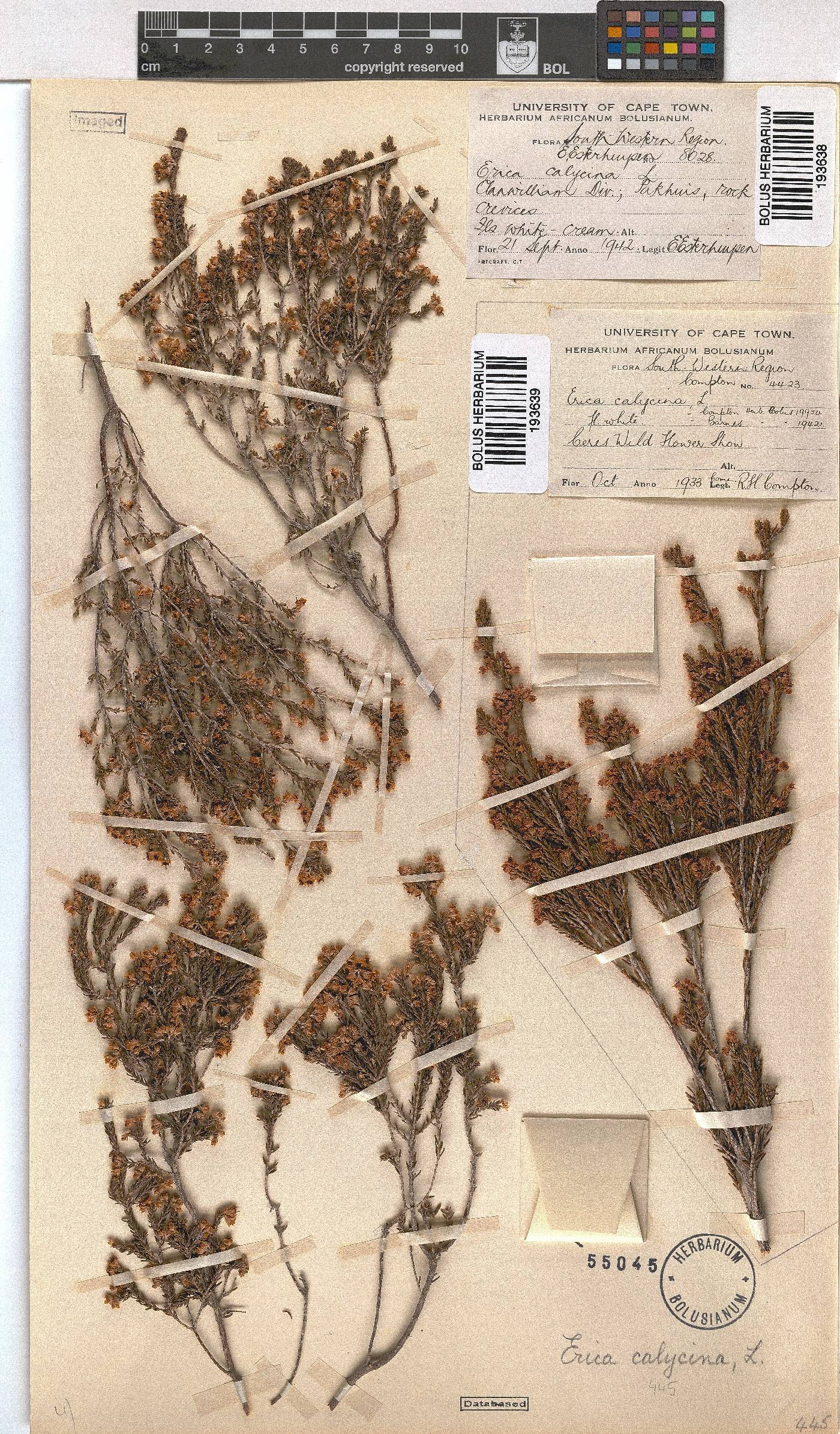 Erica calycina image