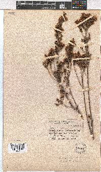 Erica calycina image