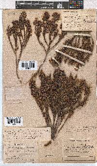 Erica calycina image