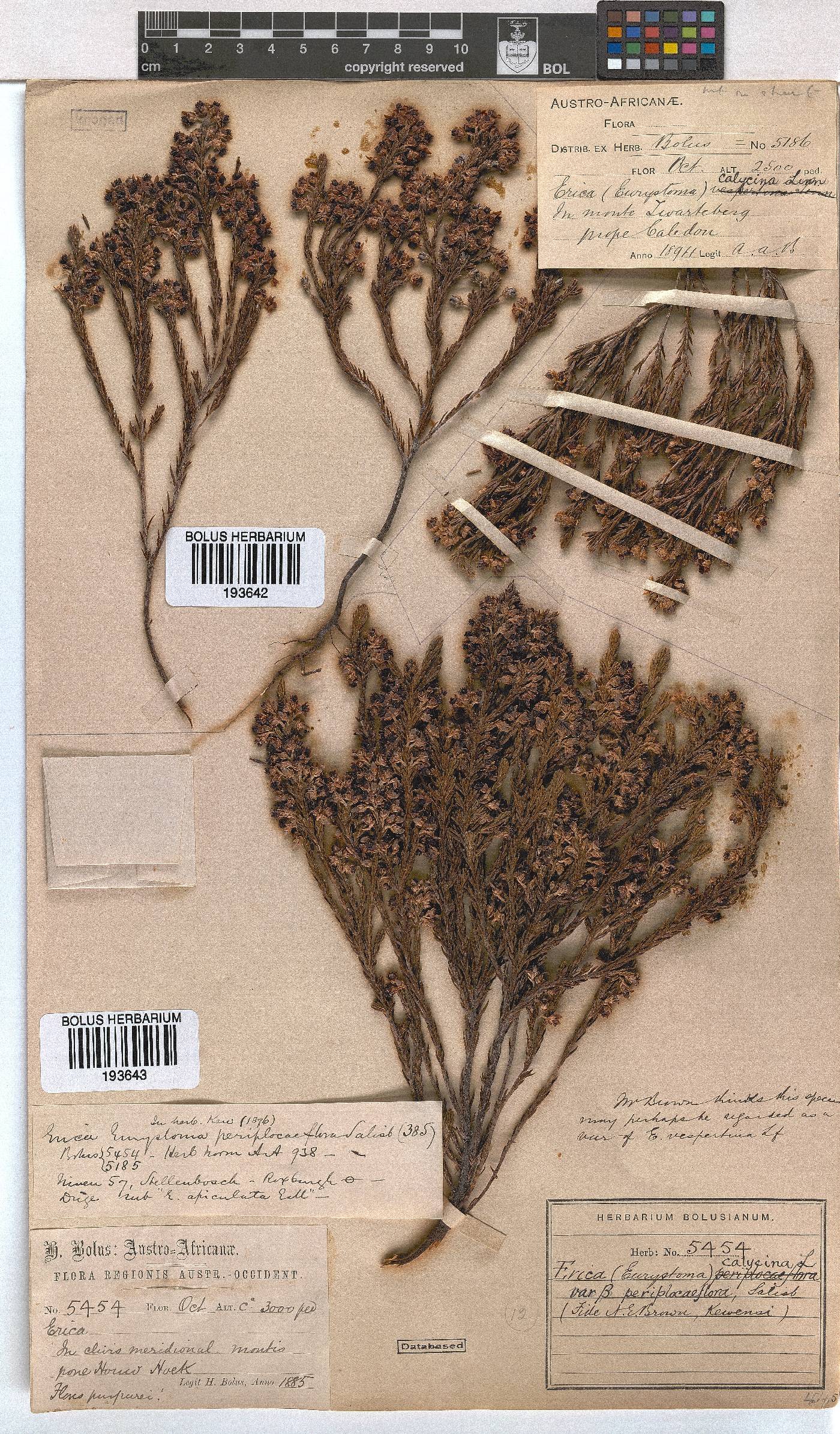 Erica calycina image