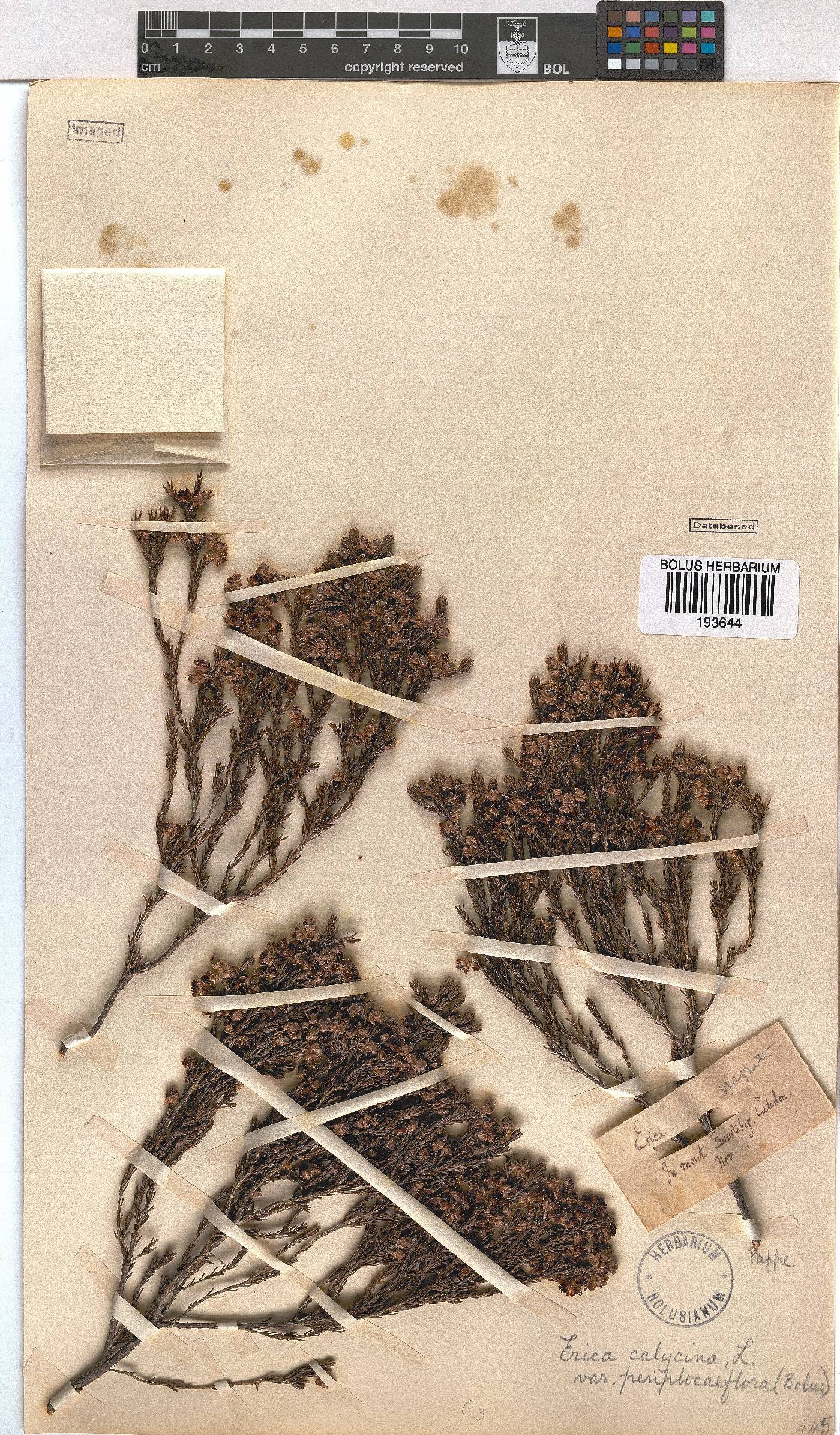 Erica calycina image