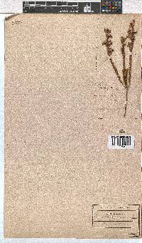 Erica calycina image