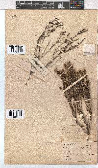 Erica calycina image