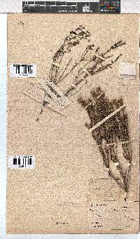 Erica calycina image