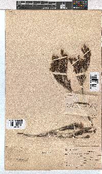 Erica calycina image