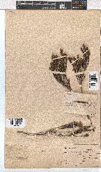 Erica calycina image