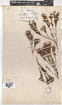 Erica calycina image