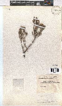 Erica calycina var. periplociflora image