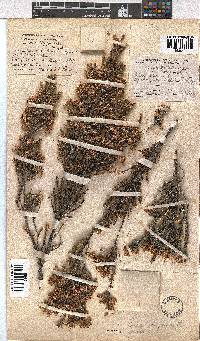 Erica calycina image