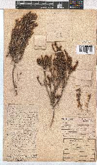 Erica calycina image