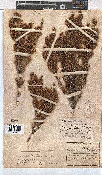 Erica calycina image