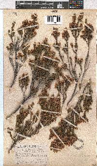 Erica calycina image